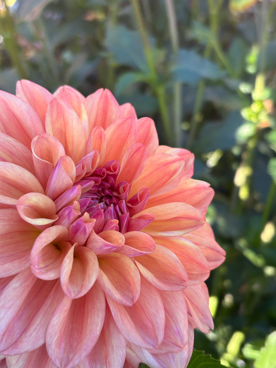 Overwintering Dahlias: Keeping Your Tubers Safe in Zones 7 and Up