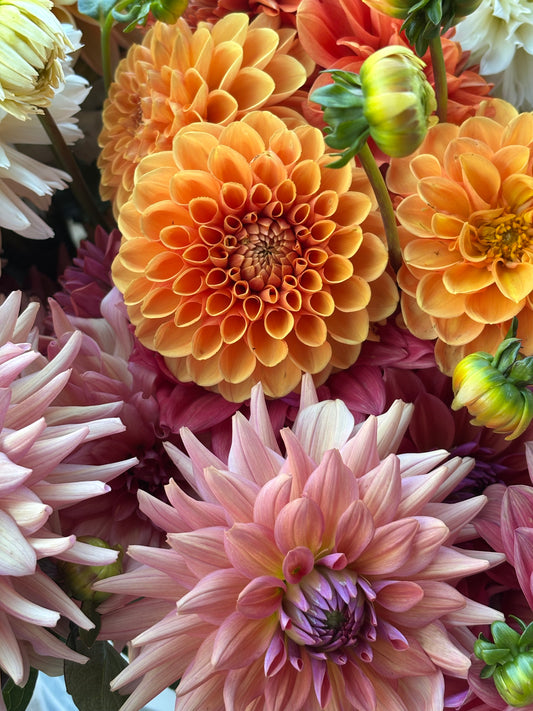 dahlia flowers