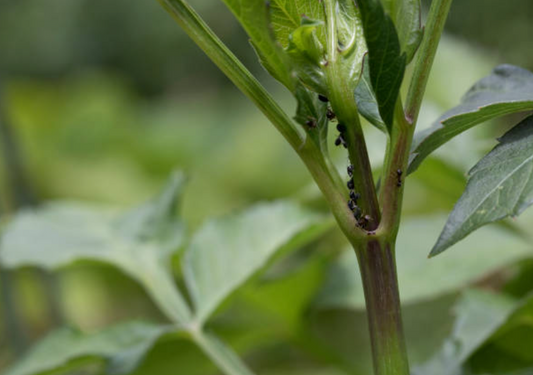 Aphid Alert: Protecting Your Dahlias from These Sneaky Pests