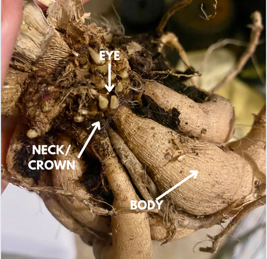 A Guide to Dividing Dahlia Tubers