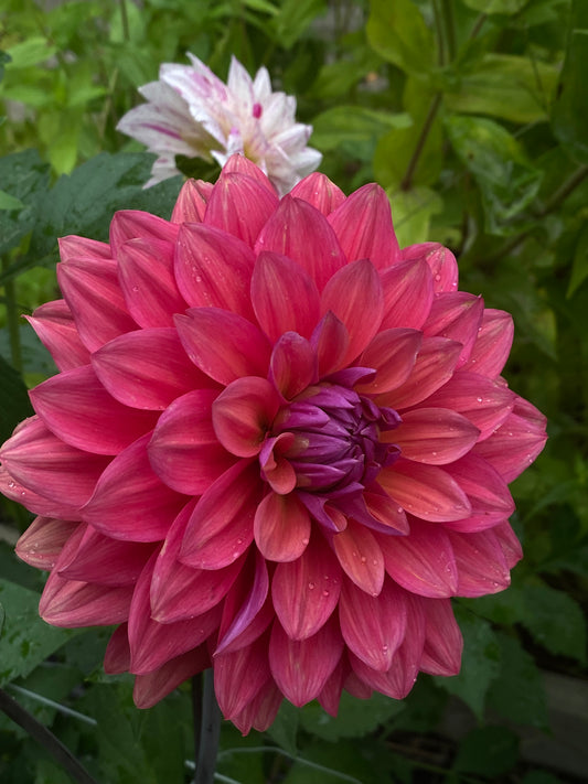 Dahlia Seeds